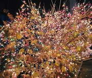 'Excessive' LED decorations hurt trees: study