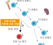 '인플루엔자' 막는 '손' 단백질 찾았다