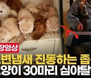 애니멀호더 처벌이 능사?.."소유권 제한·심리 상담 필요"[펫톡톡]