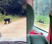 '사나운 눈' 흑표범의 '반전' "서서히 다가오다가.."