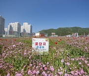 울산 북구, 도심지 방치된 공간 봄꽃으로 물들다