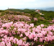 "함께해요!" 단양소백산철쭉제 3년 만에 대면 개최