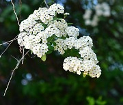 [포토친구] 흰색이라서 더 아름다운 꽃