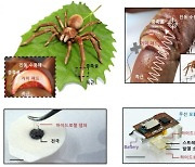 성대 연구팀, 거미 분석해 '진동 노이즈' 제거 소재 개발