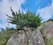 오직 바위에만 의지한 채 150년..경남, 금산 '줄사철나무' 기념물 지정 예고