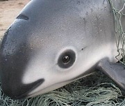 [핵잼 사이언스] 세상에 단 10마리.. '바다의 판다' 바키타 돌고래의 운명은?