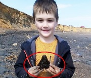 [안녕? 자연] 300만년 전 메갈로돈 이빨, 英 6세 소년이 발견