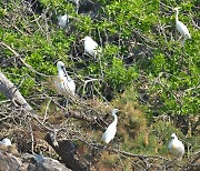 서천 노루섬은 멸종위기 조류 안식처..저어새 등 180마리 서식
