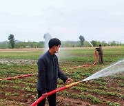 가뭄 피해 막으려 밭에 물 뿌리는 북한 농업 일꾼