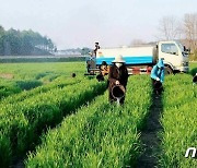 농업 수확량 확대 나선 북한.. 가뭄 피해 막기 분주