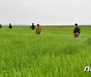 북한, 가뭄 피해 방지 총력.. "각지서 힘 있게 투쟁"