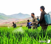 北 '농업도' 황해남도에 "전례 없는 기대".. '쌀 생산 증대' 압박