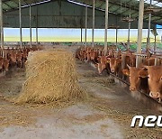 [6·1 격전지]"축사악취 문제 해결"..보은군수 선거 이슈 부각