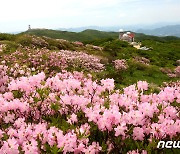 코로나19로 중단된 단양소백산철쭉제 3년만에 재개