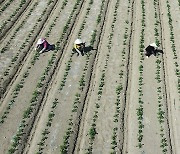 임실군, 하반기 외국인 계절근로자 수요조사 추진