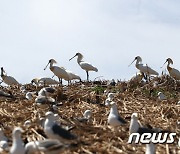 저어새의 안식처가 된 구지도