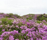 지리산 바래봉, 붉게 물든 철쭉 산허리 휘돌아