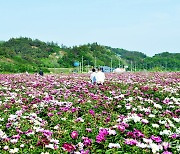 "작약꽃 보러오세요" 영천시, 12~20일 작약꽃 축제 개최