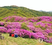 '국내 최고' 지리산 바래봉 철쭉 활짝