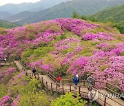 '국내 최고' 지리산 바래봉 철쭉 활짝