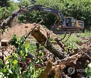 안성 배 과수원 4곳서 과수화상병 발생