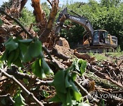 안성 배 과수원 4곳서 과수화상병 발생