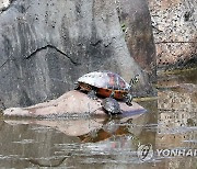 대학 연못에 서식하는 왜래종 거북