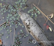 전남대 연못, 가물치 폐사