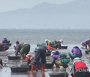 창원 전 해역 패류 채취금지 해제.."안심하고 드세요"