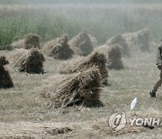 EGYPT AGRICULTURE WHEAT