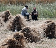 EGYPT AGRICULTURE WHEAT