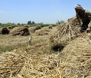 EGYPT AGRICULTURE WHEAT