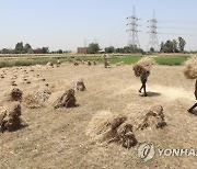 EGYPT AGRICULTURE WHEAT