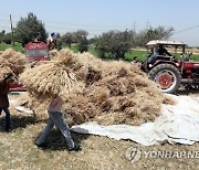 EGYPT AGRICULTURE WHEAT