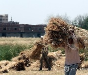 epaselect EGYPT AGRICULTURE WHEAT