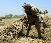 EGYPT AGRICULTURE WHEAT