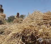 EGYPT AGRICULTURE WHEAT