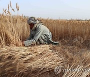 AFGHANISTAN AGRICULTURE