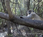 USA ANIMALS FLORIDA FREE RANGING MONKEYS