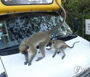 USA ANIMALS FLORIDA FREE RANGING MONKEYS