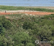 가축 모는 북한군