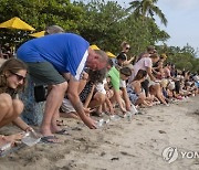 INDONESIA ANIMALS SEA TURTLE