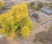 국난 알린 '임난수 은행나무', 세종시 출범 후 첫 천연기념물