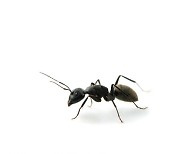개미가 암을 찾아낼 수 있다? (연구)