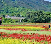1억 송이 붉은 꽃양귀비 활짝 반기는 하동 북천 꽃단지로 봄여행