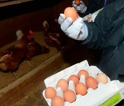 美 인플레 주범은 달걀?..한달새 23% 가격폭등