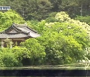 [영상] '이팝나무 절경' 밀양 위양지