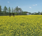 [포토친구] 오산대역 유채꽃밭