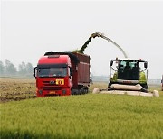 中 농민들 여물지 않은 밀 사료용 조기 수확..당국 금지령