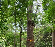 국립산림과학원, 후박나무 우량 개체 선발연구에 착수